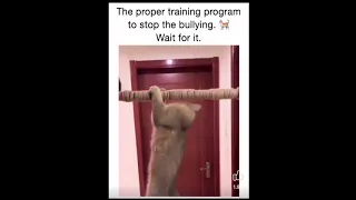 Cats training to fight dogs - Rocky Theme - TheLandofCats.com