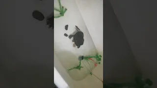 как правильно кормить водяную черепаху рыбой? 🤔🐢