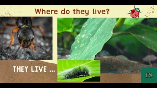 An insect's life  #EnglishStream