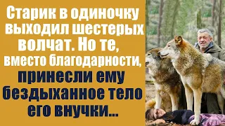 Старик в одиночку выходил 6 волчат! А вместо благодарности принесли бездыханное тело его внучки!