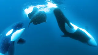 Orcas Slap Stingray with Tail
