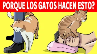 Explicación De Los 15 Comportamientos Más Extraños De Los Gatos