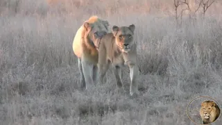 Breaking News - Casper The White Lion Finds Love And Re Unite With His Brothers