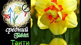 Самые красивые сорта НАРЦИССОВ.Топ-20.The most beautiful varieties of NARCISSOV