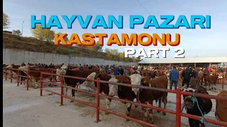 KASTAMONU HAYVAN PAZARI 26 EKİM 2023 BÜYÜKBAŞ VE KÜÇÜKBAŞ GÜNCEL FİYATLAR