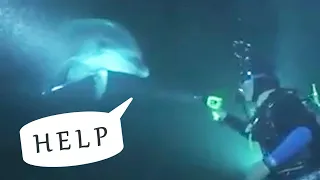 Дельфин попросил дайвера о помощи. Невероятный случай, спасение умного дельфина в океане