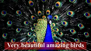very beautiful amazing birds #1