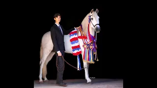 Beautiful PRE Andalusian Stallion!! CW Ardiente's IALHA Liberty Class 2021