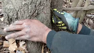 How to Get a rabbit out a TREE