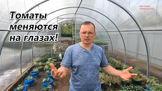 Листовая обработка томатов, которая меняет их на глазах!