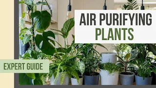 Fresh Air For Your Home in 2023? Unbelievable Air Purifier Plants That You NEED To See!