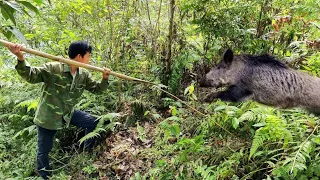 Survival, skills, skills to catch wild boar, survive alone