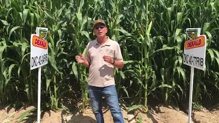 Corn Heat Stress
