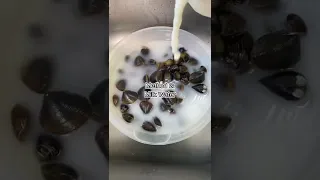 How to purge freshwater clams