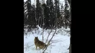 первая встреча щенка зсл с соболем