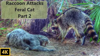 Raccoon Attacks Feral Cat Part 2