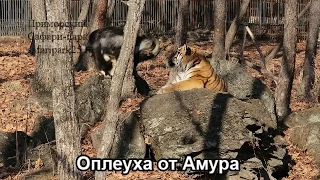 Оплеуха от Амура