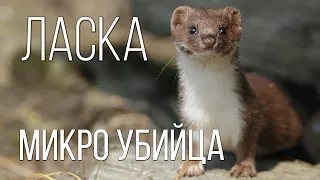 WEASEL: The smallest hunter in the World of Animals | Interesting Facts about weasel and animals