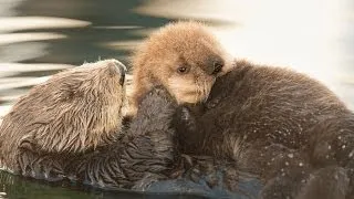 Sea Otter Orphan Gets Adopted