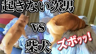 柴犬を起きない次男にけしかけてみた