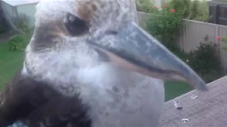 АВСТРАЛИЙСКАЯ КУКАБАРРА НЕ БОИТСЯ ЛЮДЕЙ УКУСИЛА ЗА ПАЛЕЦ AUSTRALIAN KOOKABURRA BIT MY FINGER