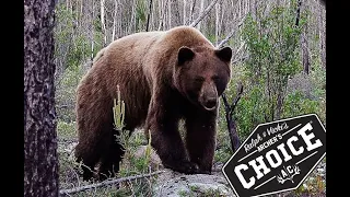 Ralph's Manitoba Monster Cinnamon Black Bear from the Ground at 15 yards.