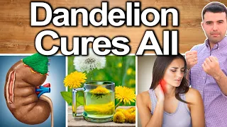 DANDELION EVERY DAY! - Best Ways To Take, Uses, Side Effects And Contraindications