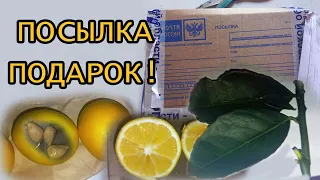 Лимон укоренение черенков.Посылка подарок