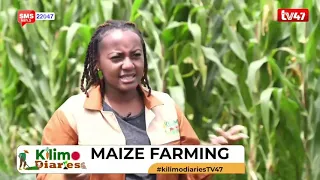 MAIZE FARMING | A-toZ of maize farming