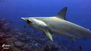 Diving with hammerhead sharks in Galápagos