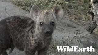 WildEarth - Sunset Safari - 20 February 2022