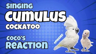 Dancing & Singing Cockatoos ~ Fixchix & Cumulus 🎤 ~ Coco's Reaction 💃 😲