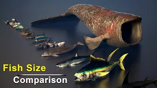 Fish Size Comparison | Smallest and Largest Fish Size Comparison | Data Slide