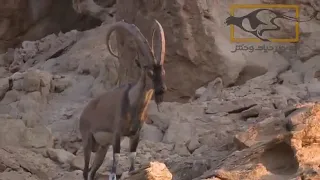 IBEX - WILD GOAT In Kavir National Park in Central iran