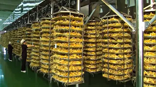 World's Most Expensive Root - Korean Ginseng Harvesting And Processing in Factory