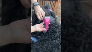 Grooming BRT - ear shaving (blade #10) Black Russian Terrier