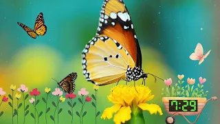 15 Minute Timer Butterfly Spring with Calming Relaxing Jazz Music!