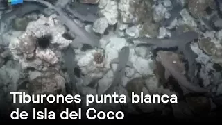 Por el Planeta: Los tiburones punta blanca de la Isla del Coco - Despierta con Loret