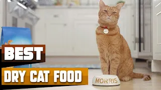 Best Dry Cat Food In 2024 - Top 10 Dry Cat Foods Review