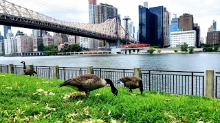 Oasis In The Metropolis: Roosevelt Island, Manhattan | Остров Рузвельта, Манхэттен