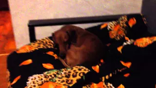 Cute dachshund Philip. Sleepy doggy. Милый такса Филипп ложится спать