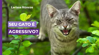 SEU GATO É AGRESSIVO?