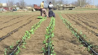 Садимо капусту. Херсонщина. З Богом,