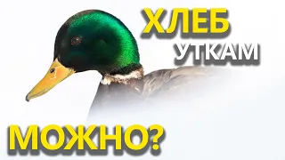 Чем вреден хлеб для уток? / Нужно ли подкармливать водоплавающих птиц?