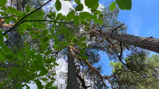 4K Українська природа та звуки лісу для медитації