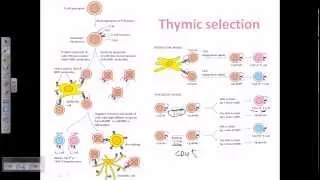 Thymic selection