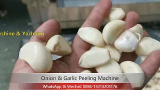 Onion & Garlic Peeling Machine / onion peeler / garlic peeler