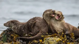 Cuteness Overload! Baby Otters Take Their First Steps in the World of Hunting