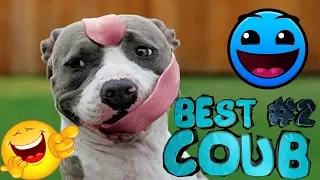 BEST COUB #2| ЛУЧШИЕ ПРИКОЛЫ ОТ Grapes SHOW| ПОДБОРКИ