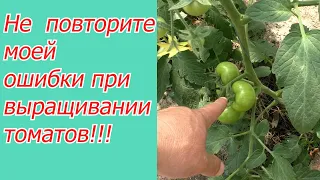 Моя ошибка при выращивании томатов- не повторите её!